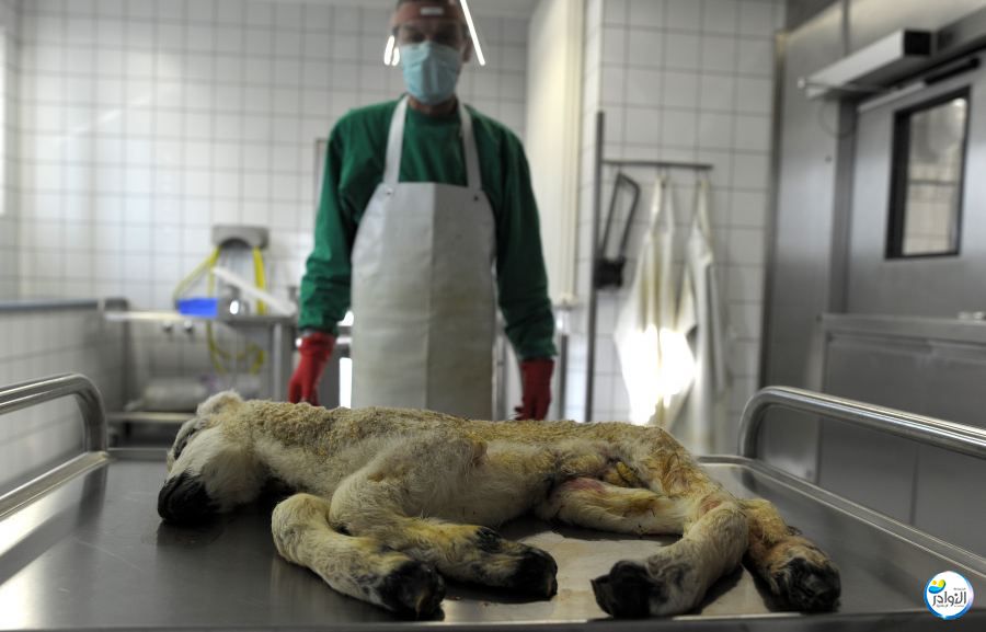 دور الطبيب البيطري في تنمية المجتمع