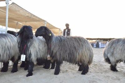  مهرجان حلال قطر 2015 (الجزء الثاني ) شوط النخبة وشوط الفردي