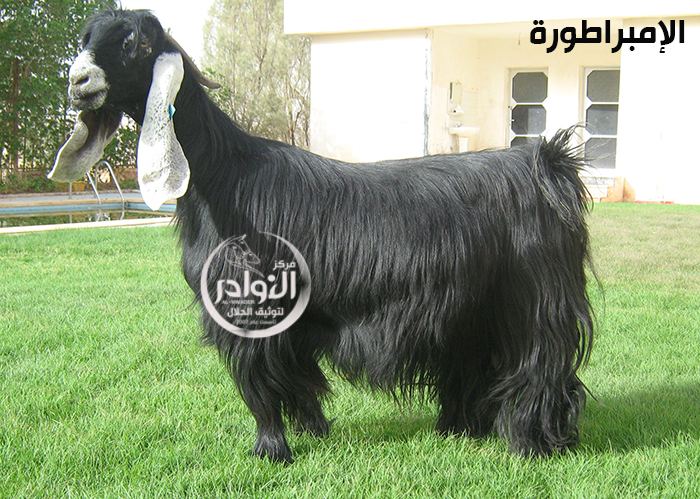 الإمبراطورة